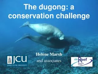 The dugong: a conservation challenge