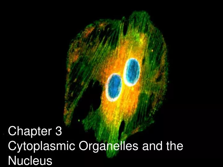 chapter 3 cytoplasmic organelles and the nucleus