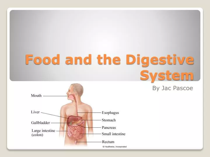 food and the digestive system