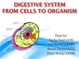Digestive System From Cells to Organism