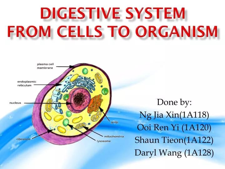 digestive system from cells to organism