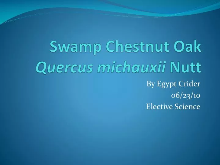 swamp chestnut oak quercus michauxii nutt