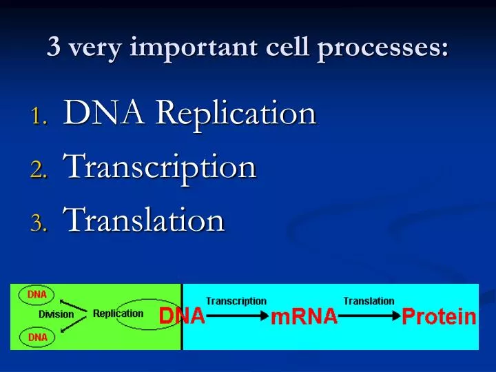 3 very important cell processes