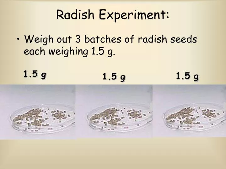 radish experiment