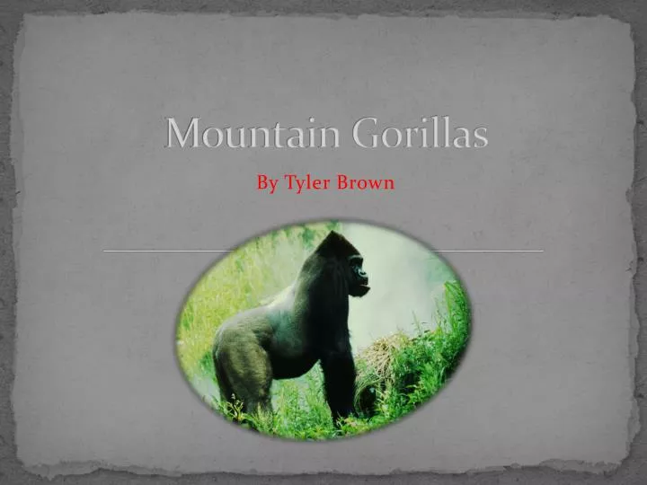 mountain gorillas