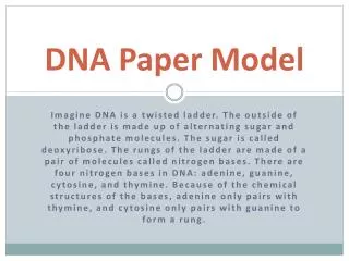 dna paper model