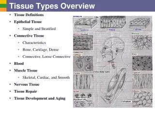 Tissue Types Overview