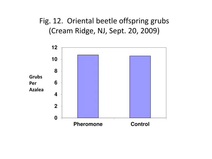 fig 12 oriental beetle offspring grubs cream ridge nj sept 20 2009