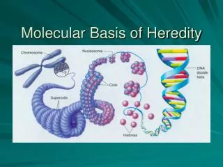 Molecular Basis of Heredity