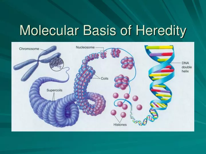 molecular basis of heredity