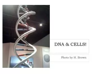 DNA &amp; CELLS!