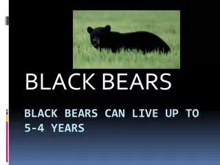Black bears can live up to 5-4 years