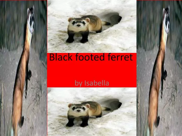 black footed ferret