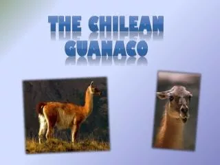 The Chilean guanaco