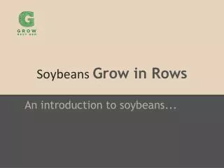 Soybeans Grow in Rows