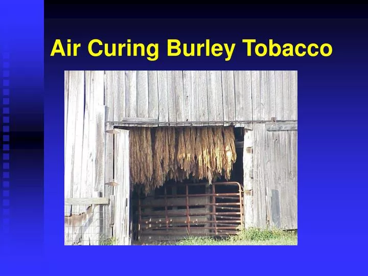 air curing burley tobacco