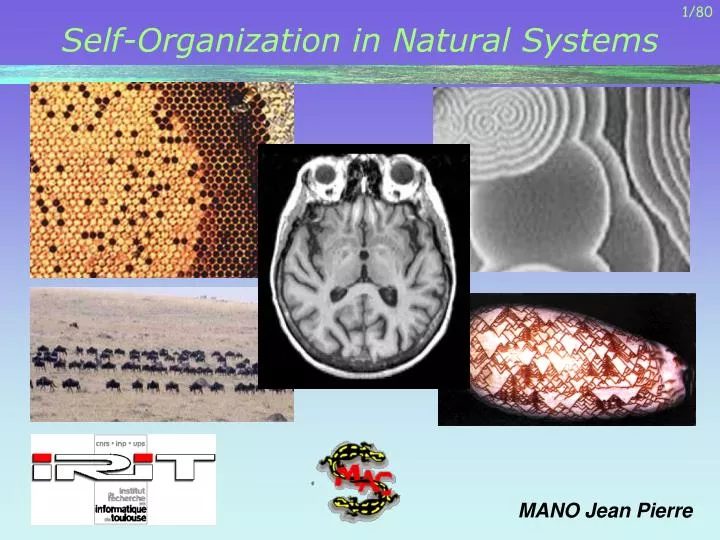 self organization in natural systems