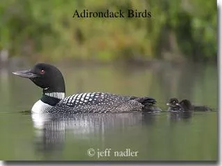 Adirondack Birds