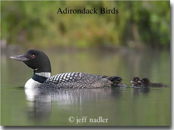 adirondack birds