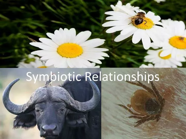 symbiotic relationships