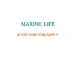 MARINE LIFE - slide 1