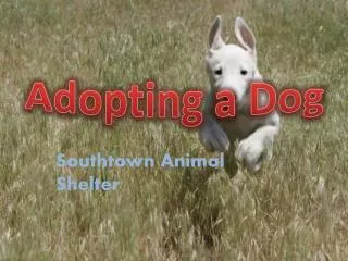 Adopting a Dog