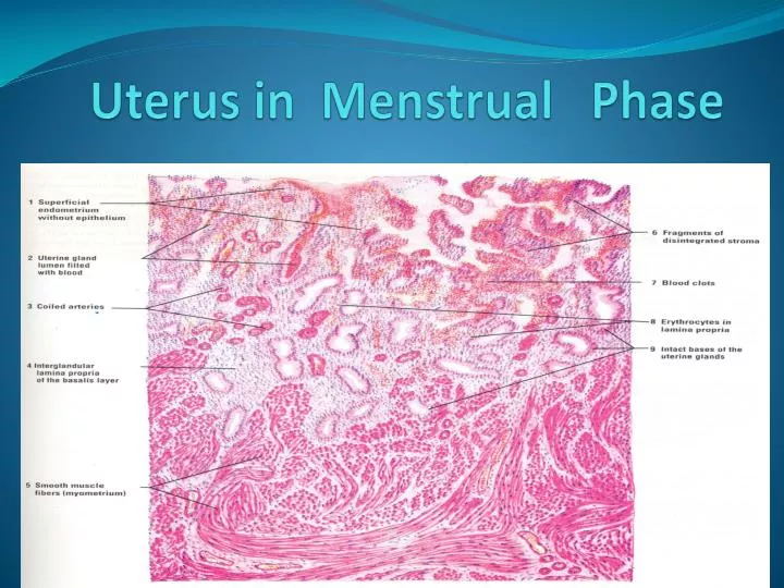 uterus in menstrual phase