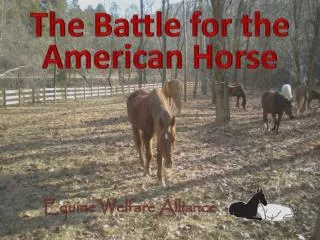 The Battle for the American Horse