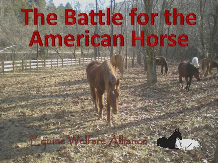 the battle for the american horse