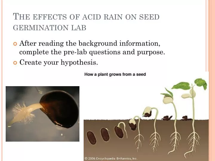 the effects of acid rain on seed germination lab