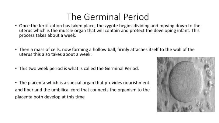 the germinal period