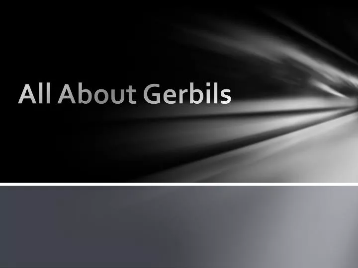 all about gerbils
