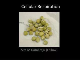 Cellular Respiration