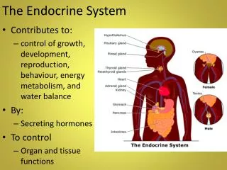 The Endocrine S ystem