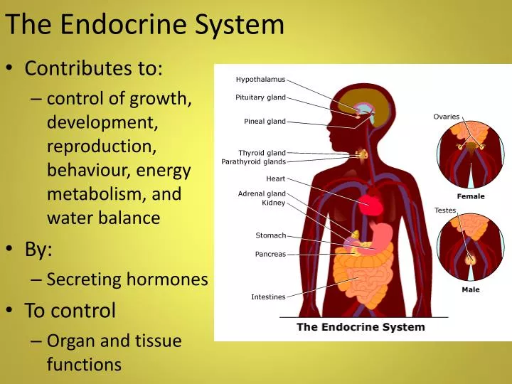 the endocrine s ystem