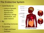The Endocrine S ystem - slide 1