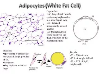 Adipocytes (White Fat Cell )