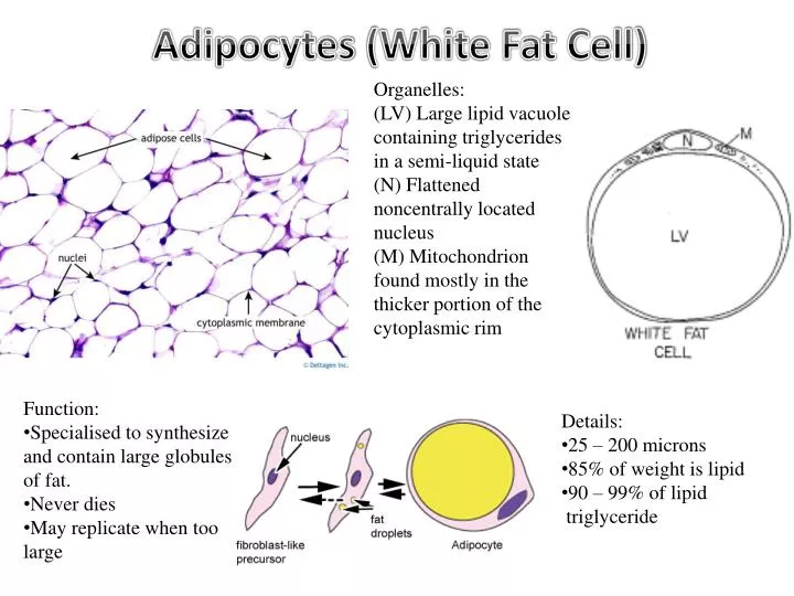 adipocytes white fat cell