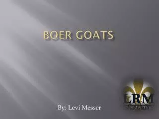 Boer Goats