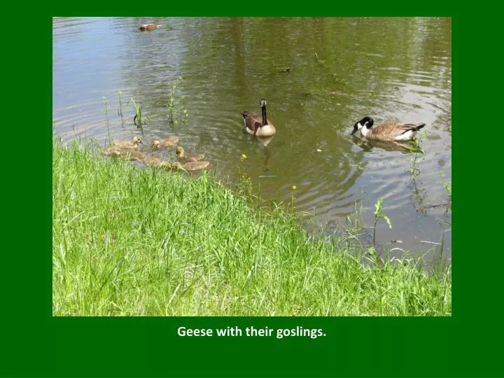 geese with their goslings