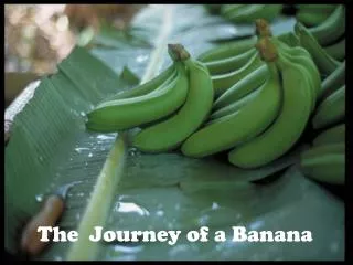 The Journey of a Banana