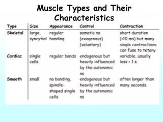 Muscle Types and Their Characteristics