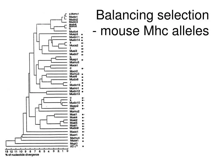 balancing selection mouse mhc alleles