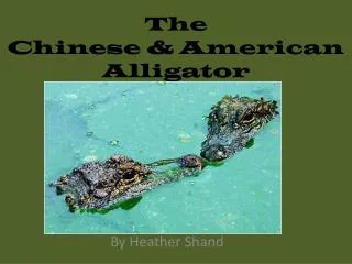 The Chinese &amp; American Alligator