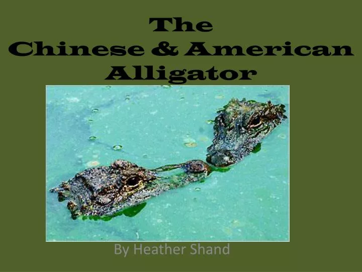 the chinese american alligator