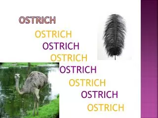 OSTRICH