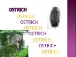 OSTRICH - slide 1