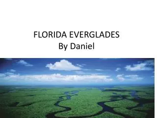 FLORIDA EVERGLADES By Daniel