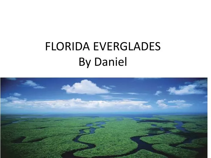 florida everglades by daniel