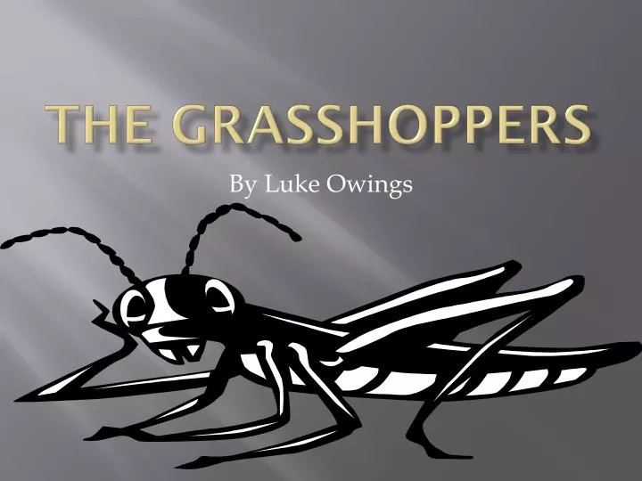 the grasshoppers